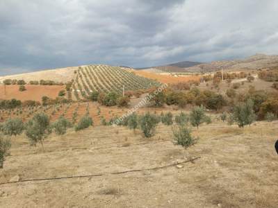 26 Dönüm Zeytinlik,Kaçmaz 33