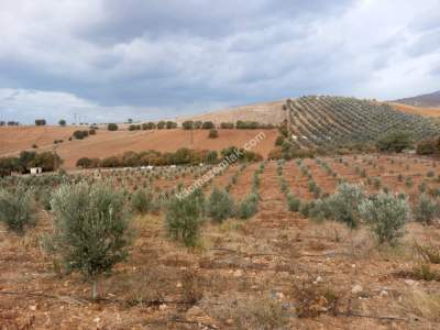 26 Dönüm Zeytinlik,Kaçmaz 9