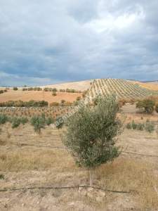 26 Dönüm Zeytinlik,Kaçmaz 32