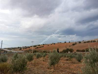 26 Dönüm Zeytinlik,Kaçmaz 1