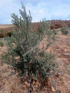 26 Dönüm Zeytinlik,Kaçmaz 8