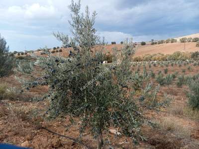 26 Dönüm Zeytinlik,Kaçmaz 12