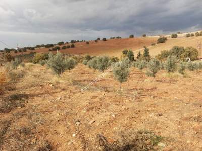 26 Dönüm Zeytinlik,Kaçmaz 20