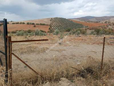 26 Dönüm Zeytinlik,Kaçmaz 3