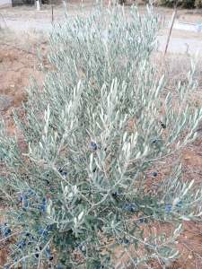 26 Dönüm Zeytinlik,Kaçmaz 21