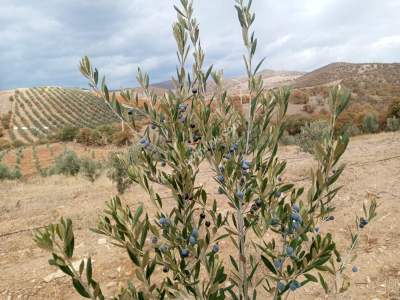 26 Dönüm Zeytinlik,Kaçmaz 34