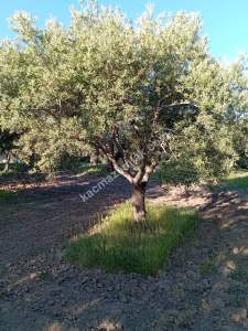 Manisa Saruhanlı Pınarbaşı Mah.satılık Zeytinlik 7