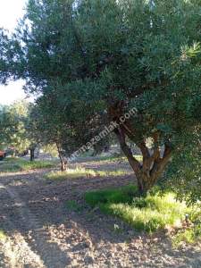 Manisa Saruhanlı Pınarbaşı Mah.satılık Zeytinlik 13