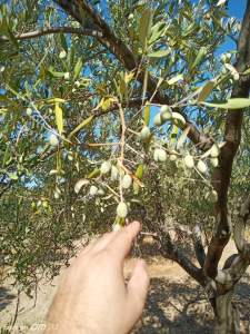 Manisa Saruhanlı Pınarbaşı Mah.satılık Zeytinlik