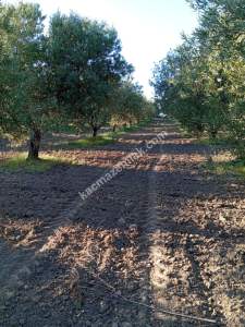 Manisa Saruhanlı Pınarbaşı Mah.satılık Zeytinlik 12