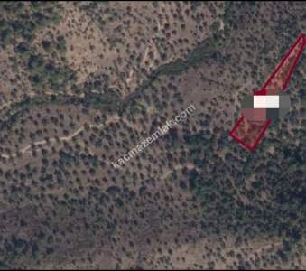 Milas'ta Satılık Zeytinlik Tarla 3