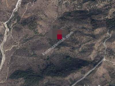 Milas'ta Satılık Zeytinlik Tarla 1