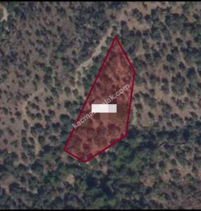 Milas'ta Satılık Zeytinlik Tarla 3