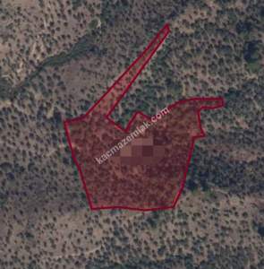 Milas'ta Satılık Zeytinlik Tarla 1