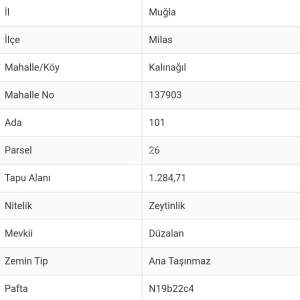 Kalınağıl Köyünde Satılık Zeytinlik Arsa 3