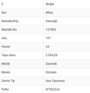 Kalınağıl Köyünde Satılık Zeytinlik Arsa 2