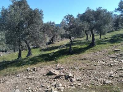 Bodrum Havaalanı Dibinde Yatırımlık Zeytin Tarlası