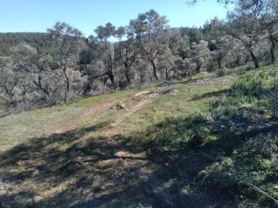 Bodrum Havaalanı Dibinde Yatırımlık Zeytin Tarlası 4