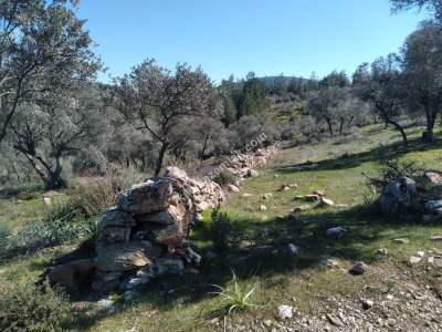 Bodrum Havaalanı Dibinde Yatırımlık Zeytin Tarlası 3