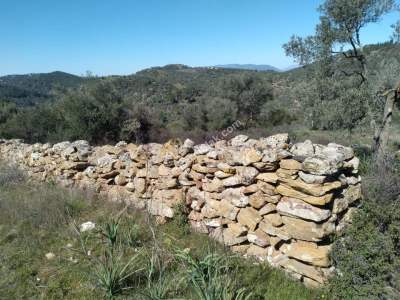 Bodrum Havaalanı Dibinde Yatırımlık Zeytin Tarlası 5