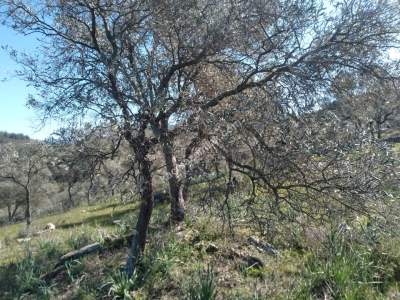 Bodrum Havaalanı Dibinde Yatırımlık Zeytin Tarlası 6