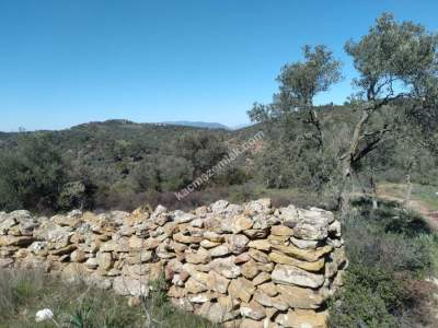 Bodrum Havaalanı Dibinde Yatırımlık Zeytin Tarlası 8