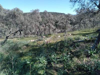 Bodrum Havaalanı Dibinde Yatırımlık Zeytin Tarlası 2