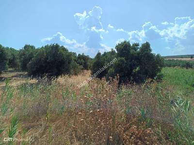 Tekirdağ Şarköy Camiikebir Mahallesi Satılık Zeytinlik 7