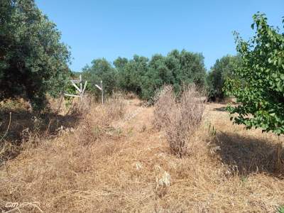 Tekirdağ Şarköy Camiikebir Mahallesi Satılık Zeytinlik 10