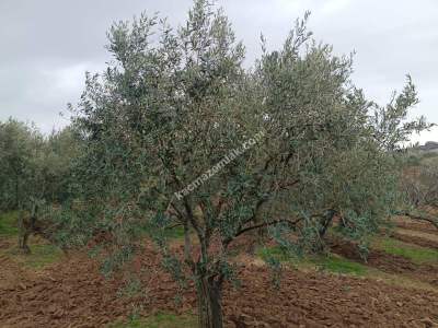 Tekirdağ Şarköy Camiikebir Mahallesi Satılık Zeytinlik. 2