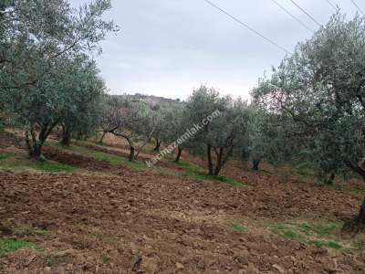 Tekirdağ Şarköy Camiikebir Mahallesi Satılık Zeytinlik. 3