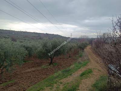 Tekirdağ Şarköy Camiikebir Mahallesi Satılık Zeytinlik. 1