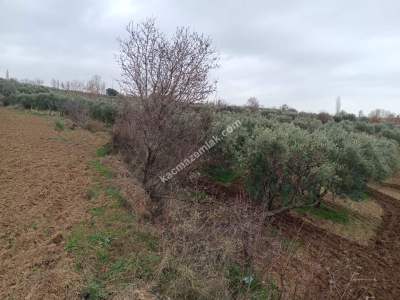 Tekirdağ Şarköy Camiikebir Mahallesi Satılık Zeytinlik. 5