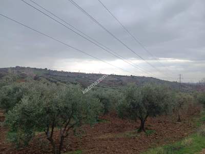 Tekirdağ Şarköy Camiikebir Mahallesi Satılık Zeytinlik. 4