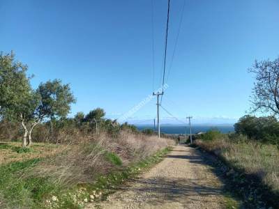 Tekirdağ Şarköy Camiikebir Mahallesi Satılık Zeytinlik 1