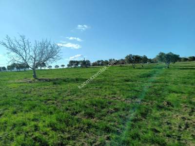 Tekirdağ Şarköy Camiikebir Mahallesi Satılık Zeytinlik 4