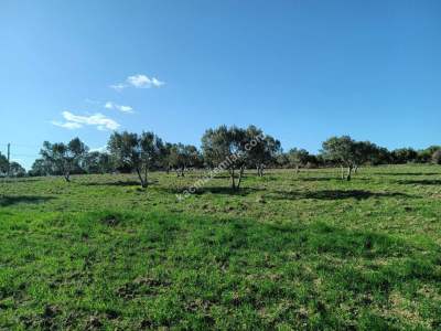 Tekirdağ Şarköy Camiikebir Mahallesi Satılık Zeytinlik 6