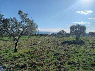 Tekirdağ Şarköy Camiikebir Mahallesi Satılık Zeytinlik 7