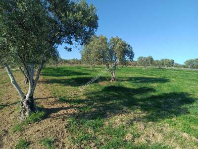 Tekirdağ Şarköy Camiikebir Mahallesi Satılık Zeytinlik 3