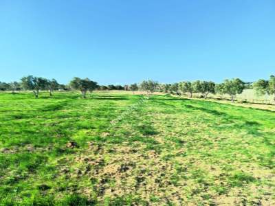 Tekirdağ Şarköy Camiikebir Mahallesi Satılık Zeytinlik 5