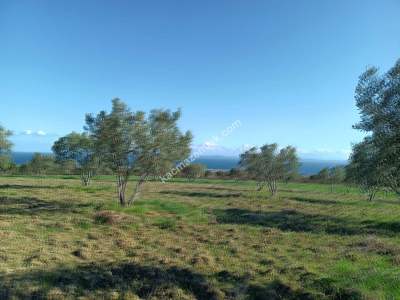 Tekirdağ Şarköy Camiikebir Mahallesi Satılık Zeytinlik 9