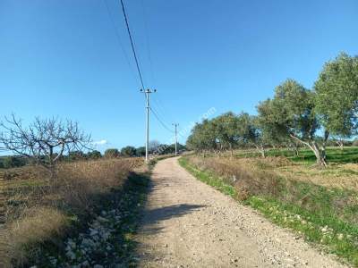Tekirdağ Şarköy Camiikebir Mahallesi Satılık Zeytinlik 2