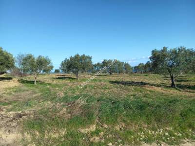 Tekirdağ Şarköy Camiikebir Mahallesi Satılık Zeytinlik 11