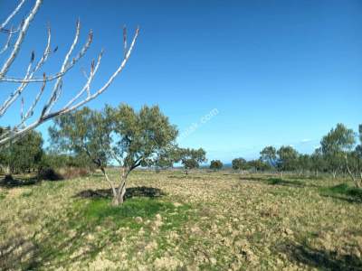 Tekirdağ Şarköy Camiikebir Mahallesi Satılık Zeytinlik 10