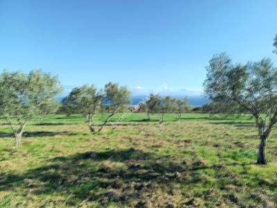 Tekirdağ Şarköy Camiikebir Mahallesi Satılık Zeytinlik 8