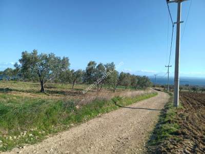 Tekirdağ Şarköy Camiikebir Mahallesi Satılık Zeytinlik 12