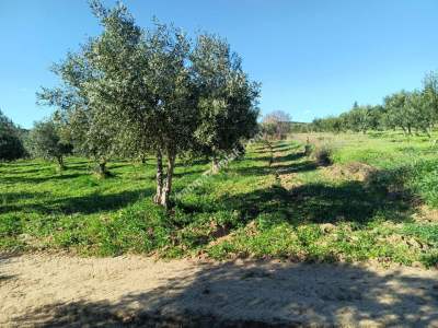 Tekirdağ Şarköy Camiikebir Mahallesi Satılık Zeytinlik 14