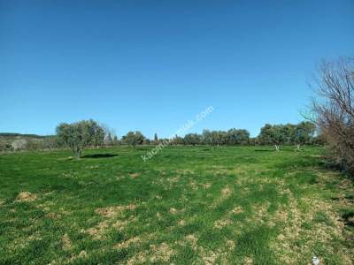 Tekirdağ Şarköy Camiikebir Mahallesi Satılık Zeytinlik 7