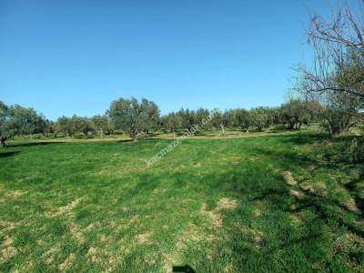 Tekirdağ Şarköy Camiikebir Mahallesi Satılık Zeytinlik 6