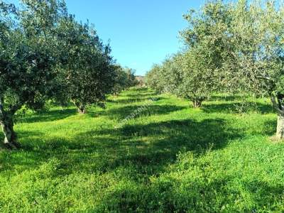 Tekirdağ Şarköy Camiikebir Mahallesi Satılık Zeytinlik 3